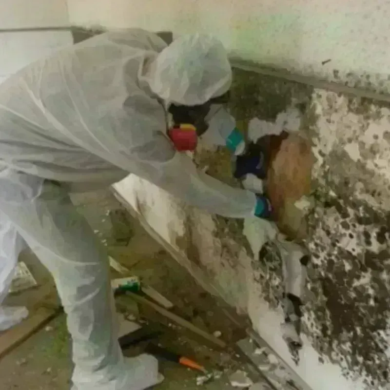 Mold Remediation and Removal in Lyndhurst, NJ